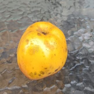 manzano antiguo variedad camuesa