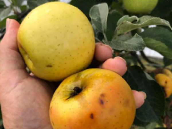 malus sieversii bourles