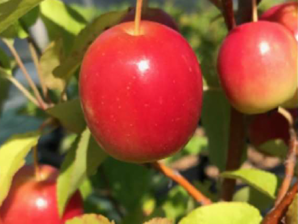 malus sieversii lavergne