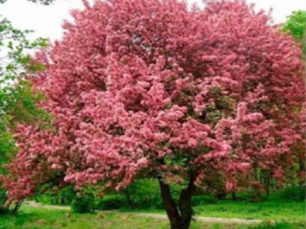 malus Niedzwetzkyana