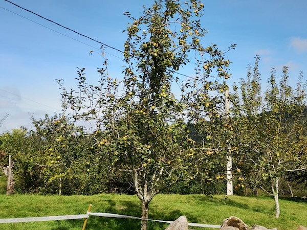 manzano antiguo variedad morro de liebre