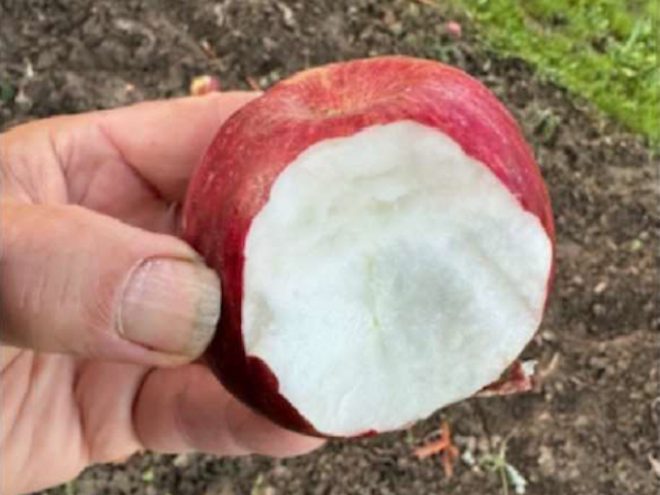 manzana de hierro o po,me de fer