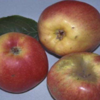 fruto manzano antiguo rambour de flandre o rambour de bizuta
